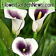 Zantedeschia 'Vermeer', Calla Lily 'Vermeer', Arum Lily 'Vermeer', Calla-lelies, Arum-lelies, Zantedeschia-verzorging, Paarse Calla-lelies, Witte Calla-lelies, Bicolor Calla-lelies