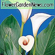 Zantedeschia 'Pink Mist', Calla Lily 'Pink Mist', Arum Lily 'Pink Mist', Calla-lelies, Arum-lelies, Zantedeschia-verzorging, witte calla lelies, crème calla lelies, roze calla lelies