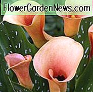 Zantedeschia 'Cameo', Calla Lily 'Cameo', Arum Lily 'Cameo', Calla-lelies, Arum-lelies, Zantedeschia-verzorging, oranje calla lelies, perzik-calla lelies