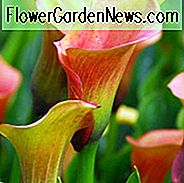 Zantedeschia 'Captain Amigo', Calla Lily 'Captain Amigo', Arum Lily 'Captain Amigo', Calla Lilies, Arum Lilies, Zantedeschia care, gele calla lelies, perzik calla lelies