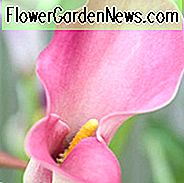 Zantedeschia 'Captain Romance', Calla Lily 'Captain Romance', Arum Lily 'Captain Romance', Calla-lelies, Arum-lelies, Zantedeschia-verzorging, roze calla lelies, paarse calla lelies