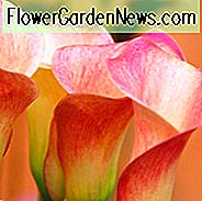 Zantedeschia 'Captain Safari', Calla Lily 'Captain Safari', Arum Lily 'Captain Safari', Calla-lelies, Arum-lelies, Zantedeschia-verzorging, oranje calla lelies, perzik-calla lelies