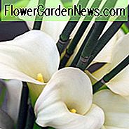 Zantedeschia 'Crystal Blush', Calla Lily 'Crystal Blush', Arum Lily 'Crystal Blush', Calla-lelies, Arum-lelies, Zantedeschia-verzorging, witte calla lelies, crème calla lelies, roze calla lelies