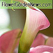 Zantedeschia 'Garnet Glow', Calla Lily 'Garnet Glow', Arum Lily 'Garnet Glow', Calla-lelies, Arum-lelies, Zantedeschia-verzorging, roze calla lelies, paarse calla lelies