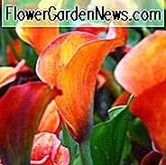 Zantedeschia 'Mango', Calla Lily 'Mango', Arum Lily 'Mango', Calla-lelies, Arum-lelies, Zantedeschia-verzorging, oranje calla lelies, perzik-calla lelies