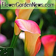 Zantedeschia 'Mozart', Calla Lily 'Mozart', Arum Lily 'Mozart' ', Calla Lilies, Arum Lilies, Zantedeschia care, roze calla lelies, perzik calla lelies