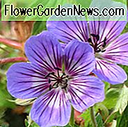 Geranium wallichianum Havana Blues, Kranichschnabel 'Havana Blues', Kranichschnabel 'Noorthava', Hardy Geranien, Blaue Geranien, Beste Bodendecker