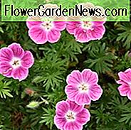 Geranie 'Elke', Cranesbill 'Elke', Geranium sanguineum 'Elke', Wintergeranie, Rosa Geranie, Rosa Blüten