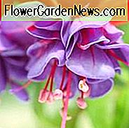 Winterharte Fuchsien, winterharte Fuchsien, blühende Sträucher, Steingarten, Sommerblumen