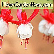 Fuchsie 'Alice Hoffman', Hardy Fuchsia 'Alice Hoffman', blühender Strauch, rote Blumen, weiße Blumen
