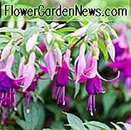 Fuchsia Ben Jammin, blühender Strauch, purpurrote Blumen, rosa Blumen, Behälteranlage