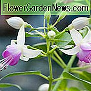 Fuchsie Estelle Marie, robuste Fuchsie Estelle Marie, blühender Strauch, rosa Blumen, weiße Blumen