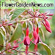 Fuchsia Tom West, Hardy Fuchsia, Standard Fuchsia, blühender Strauch, rote Blumen, lila Blumen, hängende Körbe