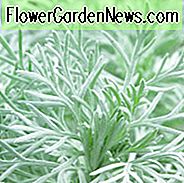 Artemisia Schmidtiana 'Nana', (Wermut), Zwerg Schmidt Wermut, Wermut 'Nana, Silberlaubpflanze, aromatische Laubpflanze, Silberhügel Artemisia