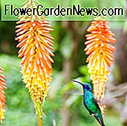 Red Hot Poker, Fackel Lilie, Kniphofia, orange Blume, gelbe Blume, volle Sonne Pflanze, Kniphofia Royal Standard, Kniphofia Timothy, Kniphofia Rooperi, Kniphofia Shining Scepter, Kniphofia Flamenco, Spätsommer blüht, Herbst blüht, Mitte Sommer blüht