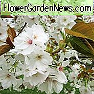 Prunus 'Tai-haku', Japanische Blühende Kirsche 'Tai-haku', Kirsche 'Tai-haku', Kirsche 'Taihaku', Prunus serrulata 'Tai-haku', Große Weiße Kirsche, Blütenbaum, Kirschblütenbaum, Zierkirsche, Frühlingsblumen, weiße Blumen