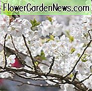 Prunus 'Umineko', Japanische Blühende Kirsche 'Umineko', Kirsche 'Umineko', Weiße Blüten, Frühlingsblumen, Blütenbaum, Kirschblütenbaum, Zierkirsche