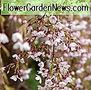 Prunus incisa 'Kojo-No-Mai', Blühende Kirsche 'Kojo-No-Mai', Kirsche 'Kojo-No-Mai', Weiße Blüten, Frühlingsblumen, Japanische Kirsche, Blühender Kirschbaum, Blühender Baum, Kirschblütenbaum, Zier Kirsche