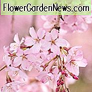 Prunus pendula 'Pendula Rosea', Weinende Kirsche 'Pendula Rosea', Weinende Higan Kirsche 'Pendula Rosea', Kirsche 'Pendula Rosea', Drooping Rosebud Kirsche 'Pendula Rosea', Prunus × subhirtella 'Pendula Rosea', rosa Blüten, Frühlingsblumen