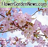 Prunus sargentii, Sargent's Cherry, Blühender Strauch, Obststrauch, Exfoliating Bark, Rosa Blüten,