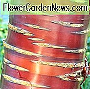 Prunus serrula, Tibetische Kirsche, Birkenrinde, Zierkirsche, Paperbark Kirsche, Cellophan Bark Kirsche, Redbark Kirsche, Prunus serrula var. tibetica, Prunus tibetica, Baum mit Herbstfarbe, Herbstfarbe, Attraktiver Baum, Rote Rinde