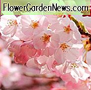 Prunus × yedoensis 'Akebono', Japanische Blühende Kirsche 'Akebono', Yoshino Kirsche Akebono, Kirsche 'Akebono', Akebono Kirsche, Tagesanbruch Kirsche, Tagesanbruch Yoshino Kirsche, Akebono Yoshino Kirsche, Rosa Blüten