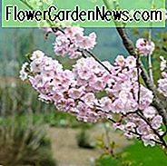 Prunus × subhirtella 'Autumnalis Rosea', Higan Kirsche 'Autumnalis Rosea', Rosebud Kirsche 'Autumnalis Rosea', Winterblühende Kirsche 'Autumnalis Rosea', Blühender Strauch, Rosa Blüten, Winterblüten
