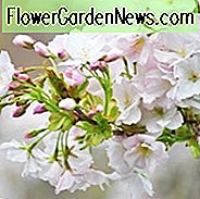 Prunus × subhirtella 'Autumnalis', Higan Kirsche 'Autumnalis', Rosebud Kirsche 'Autumnalis', Winter Kirsche 'Autumnalis', Winter-Blühende Kirsche 'Autumnalis', Prunus 'Autumnalis Alba', Blühender Strauch, Rosa Blüten, Winterblüten