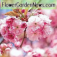 Prunus 'Kanzan', Japanische Blühende Kirsche 'Kanzan', Prunus 'Kwanzan', Prunus 'Sekiyama', Blütenbaum, rosa Blüten, doppelte Kirschblüten