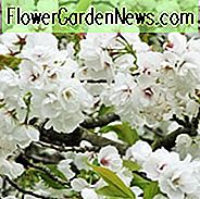 Prunus 'Shirotae', Japanische Blühende Kirsche 'Shirotae', Kirsche 'Shirotae', Prunus 'Erecta', Prunus serrulata 'Kojima', Prunus 'Berg Fuji', Weiße Blüten, Frühlingsblumen, Blütenbaum, Kirschblütenbaum, Zierkirsche