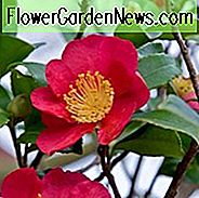 Camellia x Vernalis 'Yuletide', Kamelie 'Yuletide', 'Yuletide' Kamelie, Kamelie sasanqua 'Yuletide, Herbst blühende Kamelien, Winter blühende Kamelien, Frühling blühende Kamelien, frühe bis mittlere Jahreszeit Kamelien, rote Blumen, rote Kamelien