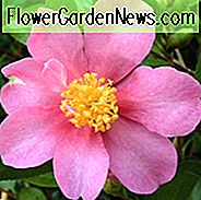 Camellia Sasanqua 'Hugh Evans', Kamelie 'Hugh Evans', 'Hugh Evans' Kamelie, Herbst blühende Kamelien, Winter blühende Kamelien, rosa Blüten, rosa Kamelien, Frühsaison Kamelien