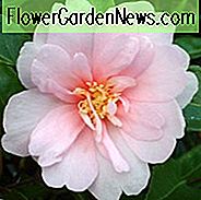 Kamelie Sasanqua 'Jean May', Kamelie 'Jean May', 'Jean May' Kamelie, Herbst blühende Kamelien, Winter blühende Kamelien, rosa Blüten, rosa Kamelien, Frühsaison Kamelien