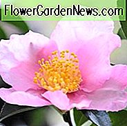 Kamelie Sasanqua 'Plantation Pink', Kamelie 'Plantation Pink', 'Plantation Pink' Kamelie, Herbst blühende Kamelien, Winter blühende Kamelien, rosa Blüten, rosa Kamelien, Frühe Saison Kamelien