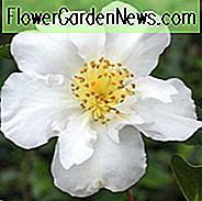 Kamelien Sasanqua 'Setsugekka', Kamelie 'Setsugekka', 'Setsugekka' Kamelie, Kamelie 'Snow', Kamelie 'Mond und Blumen', Kamelie 'Kannelierte Weiße', Kamelie 'Wavy White', Kamelie 'Elegante Freunde', Kamelien im Herbst, Winter blühende Kamelien, Frühling blühende Kamelien, früh bis Mitte der Saison Kamelien, weiße Blüten, weiße Kamelien