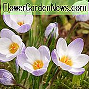 Krokus 'Ard Schenk', Krokus ChrysanthusArd Schenk, Schneekrokus Ard Schenk, Schneekrokus, Botanischer Krokus Ard Schenk, Frühlingszwiebeln, Frühlingsblumen, Weißer Krokus, Vorfrühlingszwiebel, Botanischer Krokus