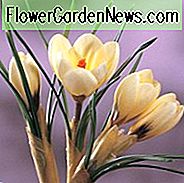 Krokus 'Creme Schönheit', Krokus Chrysanthus Creme Schönheit, Schnee Krokus Creme Schönheit, Schnee Krokus, botanischer Krokus, Frühlingszwiebeln, Frühlingsblumen, Vorfrühling Glühbirne