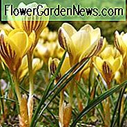 Krokus Chrysanthus 'Gipsy Girl', Krokus 'Gipsy Girl', Schneekrokus, botanischer Krokus, Frühlingszwiebeln, Frühlingsblumen, Vorfrühlingszwiebel, gelber Krokus