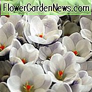 Krokus 'Prins Claus', Krokus Chrysanthus Prins Claus, Schneekrokus Prins Claus, Schneekrokus, botanischer Krokus, Frühlingszwiebeln, Frühlingsblumen, weißer Krokus, Vorfrühlingszwiebel, botanischer Krokus