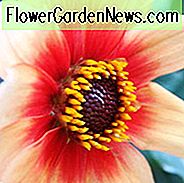 Dahlia Moonfire, 'Moonfire' Dahlia, Single Dahlien, Dahlia mit dunklem Laub, Dahlia Dahlia, Dahlia Sunshine, Dahlie für Container, Dahlie für Borten, Dahlien, Dahlien, Dahlien, Dahlien, Dahlien, Sommerblumen