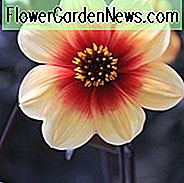 Dahlia Sunshine, Single Dahlien, Dahlia mit dunklem Laub, Dahlia Sunshine, dunkelblättrige Dahlien, Dahlien für Container, Dahlien für Borten, gelbe Dahlien, Dahlienknollen, Dahlien, Dahlien, Dahlien, Sommerzwiebeln