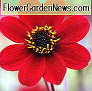 Dahlia 'Bishop of Auckland', 'Daughter of the Auckland' Dahlia, Pfingstrose-Dahlien, Single-Flowered Dahlien, Diverse Dahlien, Rote Dahlien, Dahlienknollen, Dahlien, Dahlien, Dahlien, Sommerzwiebeln