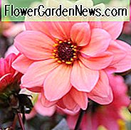 Dalia Bischof von Oxford, 'Bischof von Oxford' Dahlie, Pfingstrose-Dahlien, Diverse Dahlien, Dahlien, Dahlien, Dahlien, Dahlien, Dahlien, Dahlien, Dahlien, Dahlien