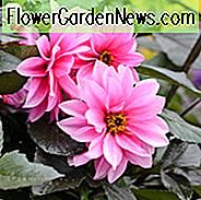 Dahlia Fascination, 'Faszination' Dahlie, Pfingstrose-Dahlien, AGM Dahlia, Purple Dahlia, Pink Dahlia, Dahlie mit dunklem Laub, Peony-Blühende Dahlien, Diverse Dahlien, Dahlia Knollen, Dahlienknollen, Dahlienblüten, Dahlienblüten, Sommerzwiebeln