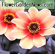Dahlia 'Happy Single First Love''Happy Single Erste Liebe' Dahlia, Single-Blüte Dahlien, Orange Dahlia Blumen, Dark-Leaved Dahlien, Dahlia Knollen, Dahlia Zwiebeln, Dahlien, Dahlien, Sommerzwiebeln