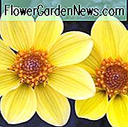 Dahlia 'Happy Single Party', 'Happy Single Party' Dahlie, Single-Blühende Dahlien, Gelbe Dahlien, Dark-Leaved Dahlien, Dahlienknollen, Dahlien, Dahlien, Dahlien, Sommerzwiebeln