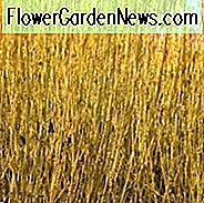 Cornus Sericea 'Flaviramea', Goldzweig Hartriegel, Cornus stolonifera 'Flaviramea', Laubgehölze, Laub, Herbstfarbe, Winterfarbe