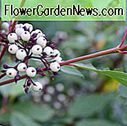 Cornus Sericea, Red Osier Hartriegel, Red-Osier Hartriegel, RedOsier Hartriegel, Red Willow, RedStem Hartriegel, Redtwig Hartriegel, Red-Rood, American Hartriegel, Creek Hartriegel, Western Hartriegel, Cornus stolonifera, Swida sericea, Laubgehölze, Laub, Herbst Farbe, Winterfarbe, Strauch mit Beeren