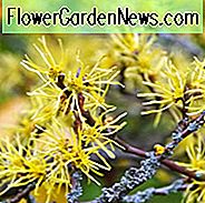 Hamamelis virginiana, Virginische Zaubernuss, Amerikanische Zaubernuss, Schnappnuss, Spotted Alder, Winterblüte, Gelbe Blüten, Gelbe Zaubernuss,