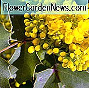 Mahonia Repens, Kriechende Mahonia, Kriechende Hollygrape, Kriechende Oregon Grape, Kriechende Berberitze, Prasst Berberitze, Blaue Beeren, Gelbe Blüten, immergrüner Strauch